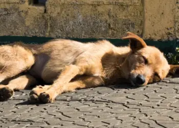 ONG ViraLata ViraCasa promove neste sábado bazar com produtos a partir de R$ 5