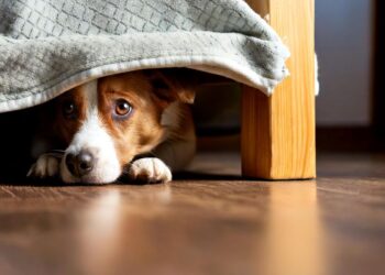 Como proteger os pets do estresse causado pelos fogos de artifício nas comemorações?