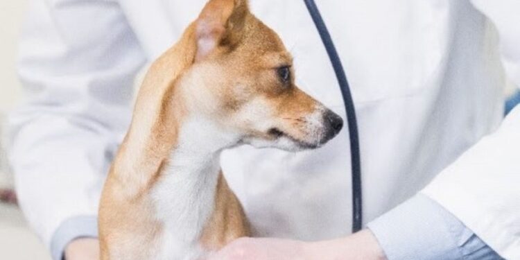 Dicas de primeiros socorros: cuidados essenciais para garantir a segurança dos pets