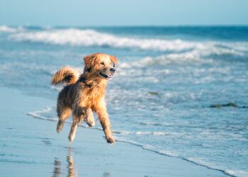 Pets no verão: especialista dá dicas de como aproveitar passeios em altas temperaturas com cães e gatos