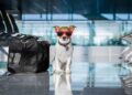 Dicas para viajar com os animais