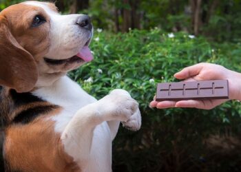 O perigo do consumo de chocolate pelos cães