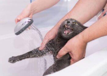 Gato pode tomar banho? Veterinária do CEUB revela segredos da higiene dos felinos domésticos