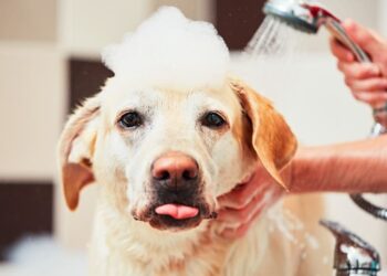 Síndrome do Banho e Tosa: pesquisa alerta tutores para riscos emocionais em pets
