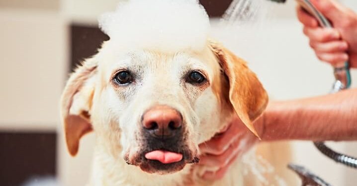 Síndrome do Banho e Tosa: pesquisa alerta tutores para riscos emocionais em pets