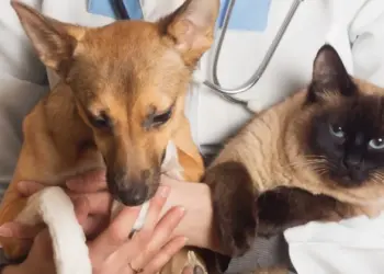 1º Pet Day celebra adoção responsável e encerra Semana do Meio Ambiente