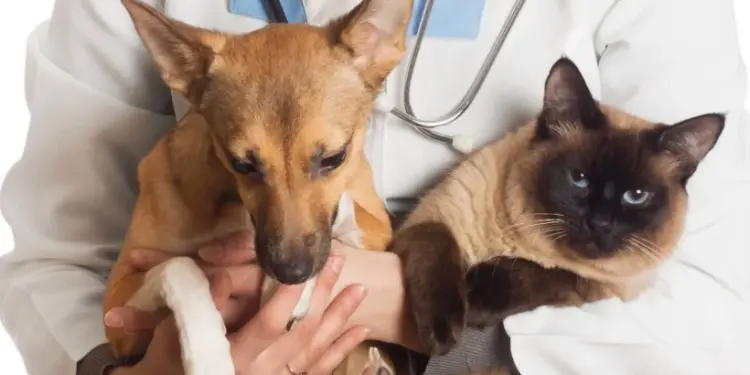 1º Pet Day celebra adoção responsável e encerra Semana do Meio Ambiente