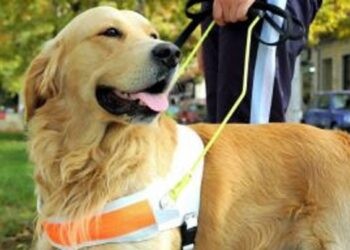 Entenda as diferenças entre pets para suporte emocional, terapia e serviço