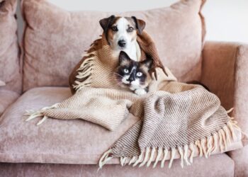 Como cuidar do pet no frio?