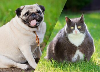 Pets diabéticos: como a alimentação e o sobrepeso impactam a saúde de cães e gatos