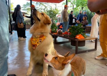 Empresa lança suplementos para aumentar longevidade de pets