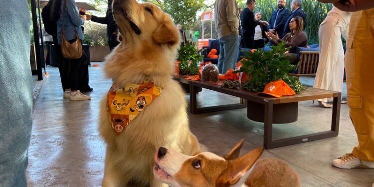 Empresa lança suplementos para aumentar longevidade de pets