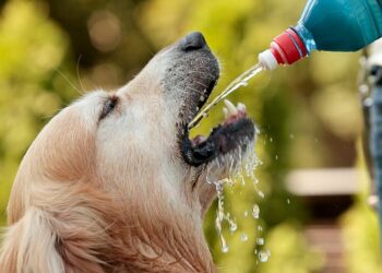 Veja dicas para amenizar efeitos do tempo seco em cães e gatos