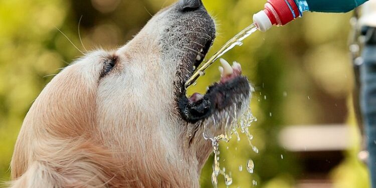 Veja dicas para amenizar efeitos do tempo seco em cães e gatos