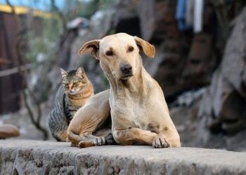 Os animais adotados merecem receber carinho e atenção