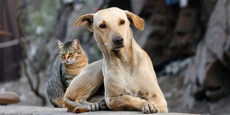 Os animais adotados merecem receber carinho e atenção