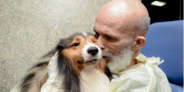 Cães são capazes de detectar câncer, Alzheimer e Parkinson apenas pelo cheiro do corpo humano