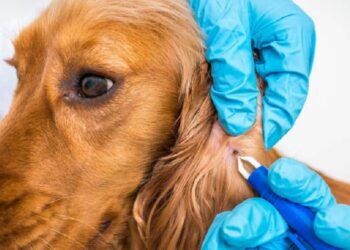 Especialista alerta para os riscos dos carrapatos e destaca formas de proteger os cães