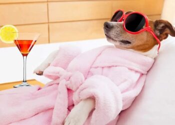 Seu cachorro não é gente! Veja os erros mais comuns na humanização dos pets pelo mercado de luxo