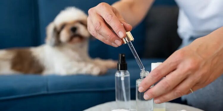 Uso de cannabis na Medicina Veterinária avança e traz resultados positivos para pets e tutores