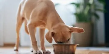 Pets veganos? Especialista alerta para cuidados essenciais