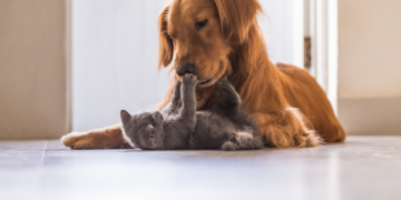 Do boato à evidência: o que a ciência explica sobre a nutrição de gatos e cães